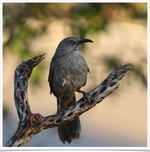 Curve-billed Thrasher